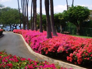 Wailea Condo 896112